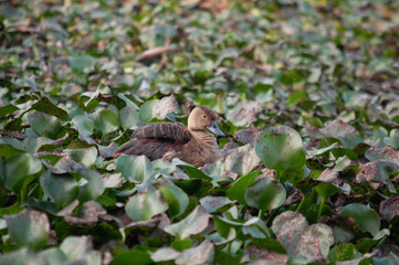 Lesser whishel duck 