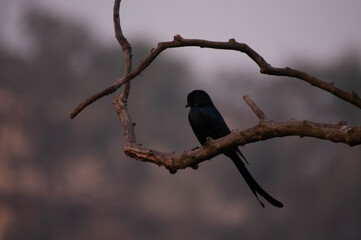 blackbird on a branch