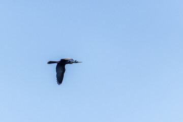 Aninga americana volando en un cielo azul claro