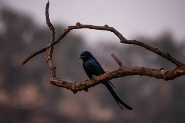 Obraz premium bird on a branch