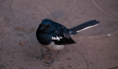 crow on the ground