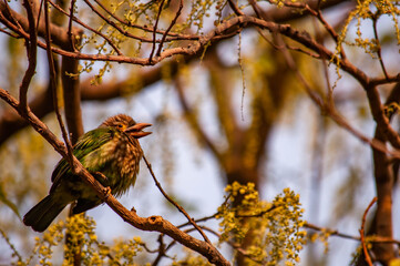 Lineated barbet