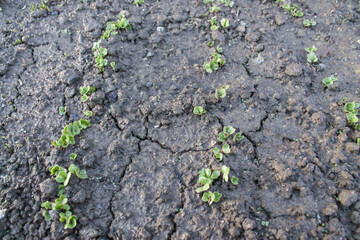 the early germination of radish