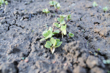 the early germination of radish