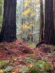 Gold Leaf Forest View
