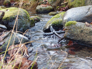 stream in the forest