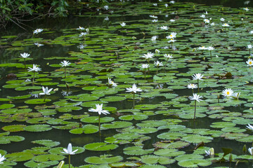 white lotus flowers in the pond
