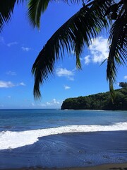 trees on the beach