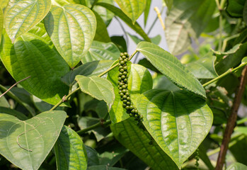 Raw fresh peppercorn seeds on a tree close up photograph, use as a hot spice and a seasoning in cooking when seeds dried out also known as black pepper.