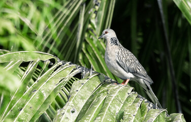 Dotted dove spotted on a branch of a palm tree.