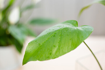 Young monstera leaf with water drops close-up. Growing flowers at home.