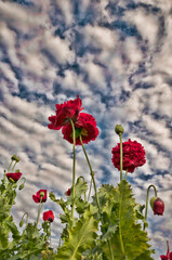 red poppies on sky