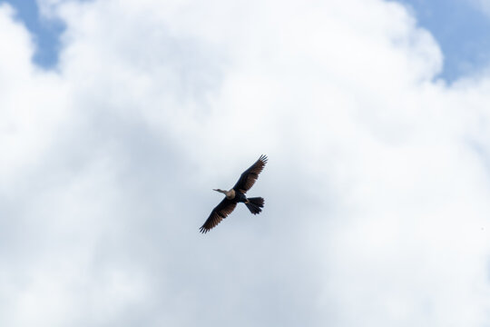 Aninga americana volando en un cielo azul claro