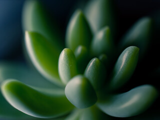 Fototapeta premium Green succulent