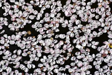 桜の花びら　花模様