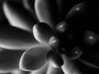 Black and white closeup of a succulent