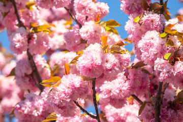 Sakura Festival. Cherry Blossoms Trees. Sakura spring flowers pattern. Cherry Blossoms Trees. Sakura spring flowers pattern