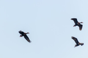 Patos pijiji volando sobre árboles verdes en un cielo despejado