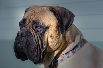 2021-02-10 PORTRAIT OF A LARGE BULLMASTIFF FACING LEFT IN FRONT OF  LIGHT GREEN BACKGROUND