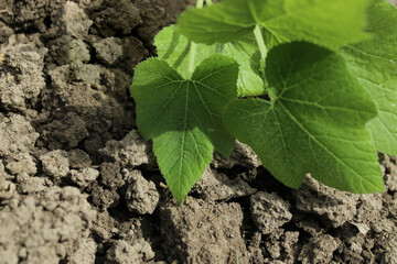 green squash leaves on the ground