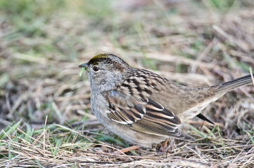 A close-up picture of an immature Golden-crowned Sparrow.    Vancouver BC Canada
