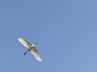 Obraz premium Garceta Blanca volando en un cielo azul claro