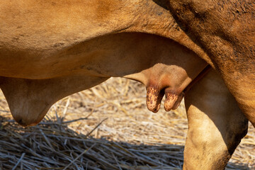Naklejka premium Close up of cow's udder, breast at agricultural farm, nature background.