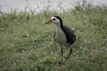 moody picture of a white breasted waterhen