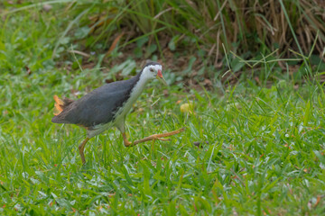 white breasted waterhen with an angry walk