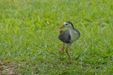 white breasted waterhen posing for the camera