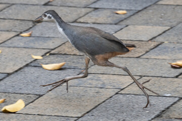fast White breasted waterhen running across a brick pathway
