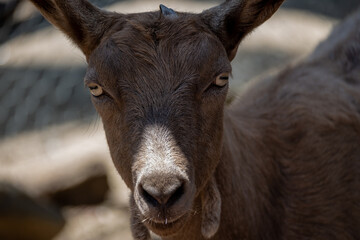 portrait of a goat