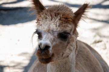 close up of a llama