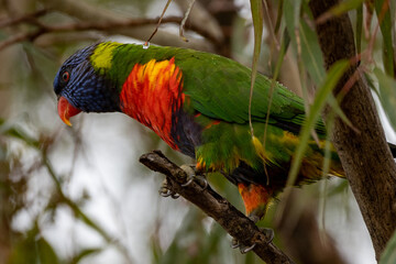 red and yellow macaw