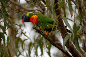 rainbow lorikeet parrot