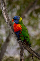 rainbow lorikeet parrot