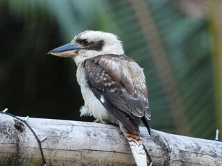 spotted woodpecker