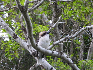 bird on a tree