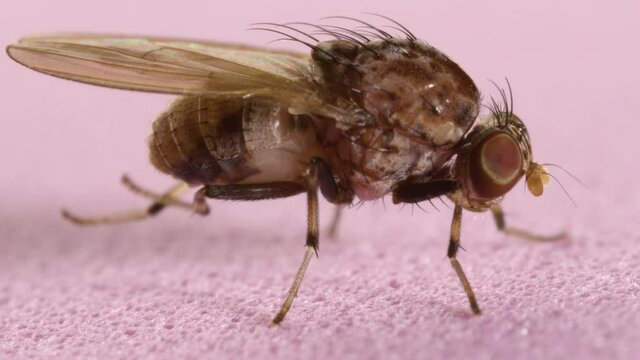 Microscope macro of insect small fruit flies Drosophila. Pest to agriculture