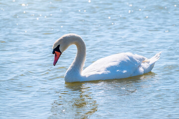 Graceful white Swan swimming in the lake, swans in the wild. Portrait of a white swan swimming on a lake.