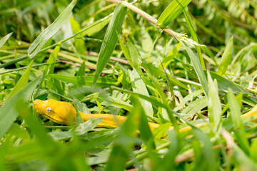Yellow small snake on a green yard and wood branch
