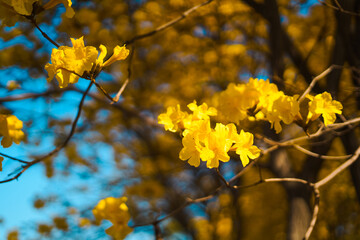 Yellow flowers against blue sky in summer