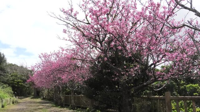 沖縄 那覇末吉公園に咲く緋寒桜
