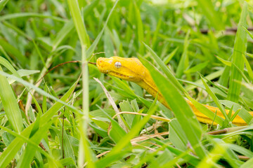 Yellow small snake on a green yard and wood branch