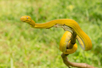 Yellow small snake on a green yard and wood branch