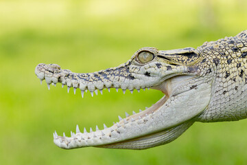 Isolated crocodile open its mouth and showing sharp teeth