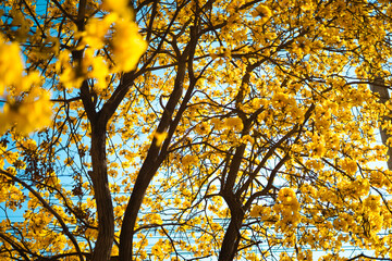 Yellow flowers against blue sky in summer