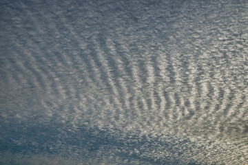 都会の空に広がるイワシ雲