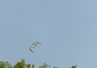 Garza real volando en un cielo azul claro