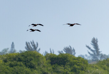 Una bandada de patos pijiji volando sobre árboles verdes en un cielo despejado